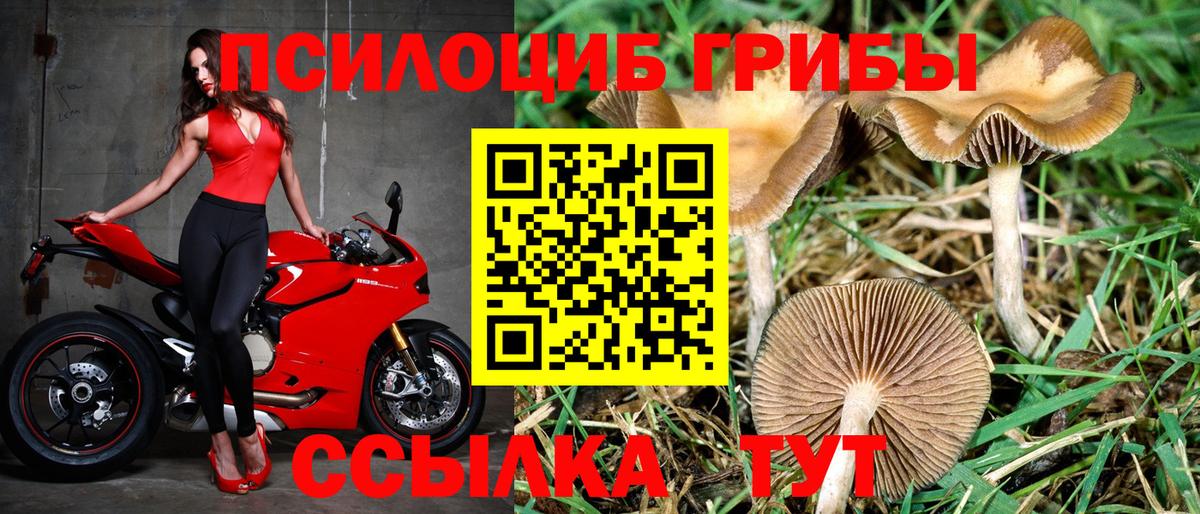Алатырь  наркота  Вход с VPN  Псилоцибиновые грибы Psilocybine cubensis 